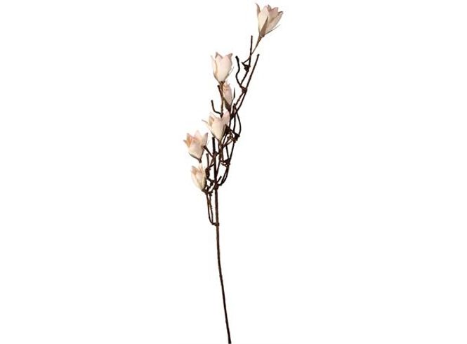 Hovedbilde Kvist Magnolia 100cm