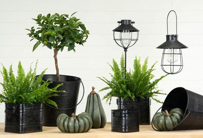 Hovedbilde Gresskar Grønn Avlang 20cm
