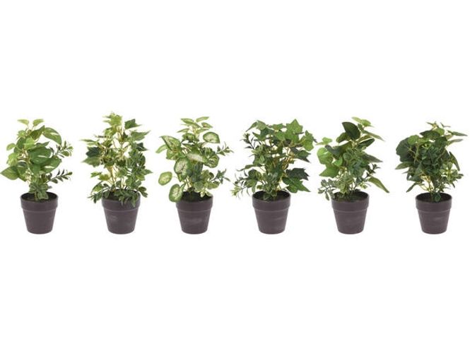 Hovedbilde Plante ass.grønn i potte 20 cm