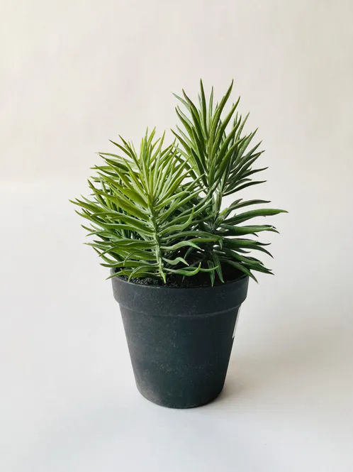 Hovedbilde Sukkulent B i potte H:23 cm